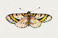 Vintage yellow butterfly insect psd