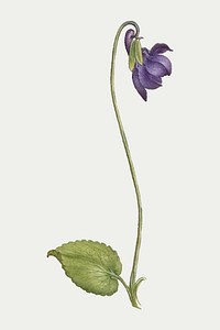 Vintage sweet violet flower vector illustration floral drawing