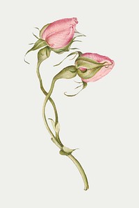 Spring flower French rose vector illustration