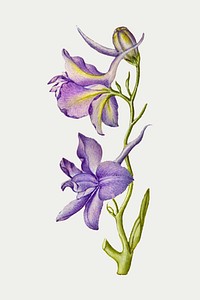 Larkspur flower vector botanical illustration