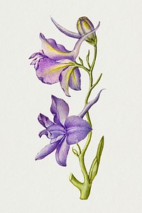 Larkspur flower psd botanical illustration