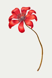 Vintage Poppy Anemone flower vector illustration floral drawing