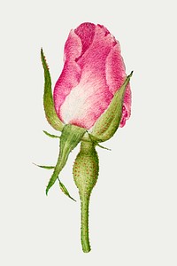 French rose flower vector illustration