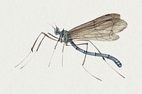 Vector hand drawn crane fly insect