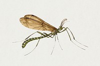 Vintage crane fly drawing psd 