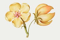 Vintage yellow hellebores blooming illustration vector