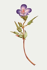 Wild geranium flower vector botanical illustration