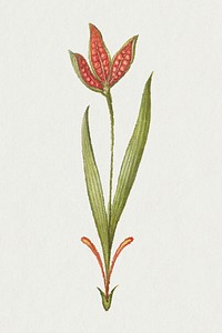 Vintage ribwort plantain blooming illustration