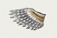 Antique psd falcon feather wing