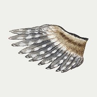 Antique vector falcon feather wing
