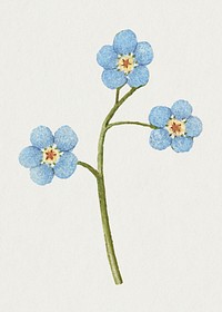 Creeping forget me not flower illustration