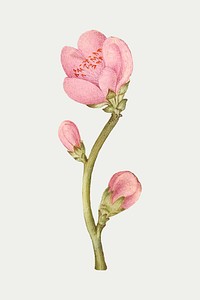 Vintage peach flower blooming illustration vector