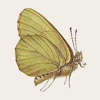 Hand drawn moth insect vector 