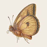 Brown moth insect vector hand drawn 