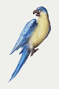 Hand drawn vintage parrot vector bird