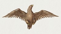 Hand drawn vulture bird vintage style