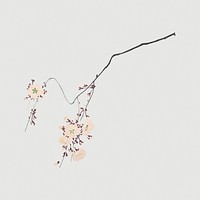 Pink cherry blossom on gray background