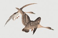 Vintage illustration of flying geese on gray background