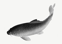 Gray carp fish design element 