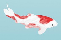 White and red koi fish illustration