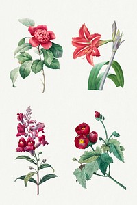 Botanical red flower psd art print set, remixed from artworks by Pierre-Joseph Redout&eacute;