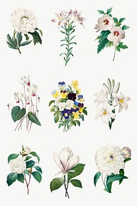 Botanical white flower vector illustration set, remixed from artworks by Pierre-Joseph Redout&eacute;