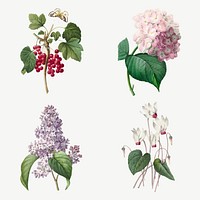 Flower and red currant vector vintage botanical illustration set, remixed from artworks by Pierre-Joseph Redout&eacute;