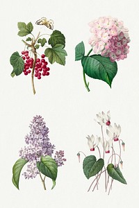 Vintage flower red currant psd botanical art print set, remixed from artworks by Pierre-Joseph Redout&eacute;