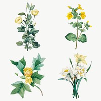 Yellow flower vector botanical illustration set, remixed from artworks by Pierre-Joseph Redout&eacute;