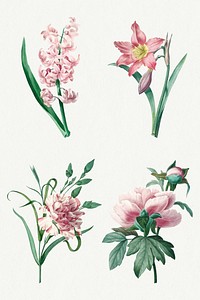 Pink flower psd botanical art print set, remixed from artworks by Pierre-Joseph Redout&eacute;