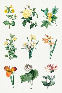 Flower botanical psd art print set, remixed from artworks by Pierre-Joseph Redout&eacute;