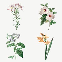 Botanical flower vector illustration set, remixed from artworks by Pierre-Joseph Redout&eacute;