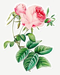 Cabbage rose sticker design resource 