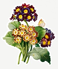 Primula auricula flower sticker design resource 