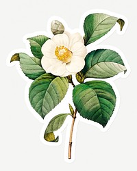 White Japanese camellia sticker design resource 