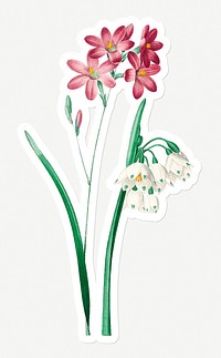Pink ixia flower sticker design resource 