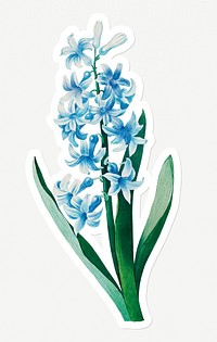 Blue hyacinth flower sticker design resource