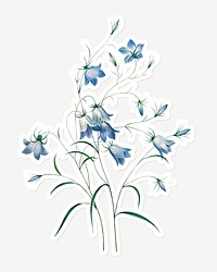 Campanule flower sticker design resource 