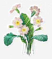 Common primrose flower sticker design resource 