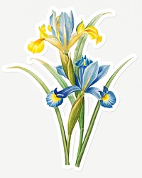 Spanish iris flower sticker design resource 