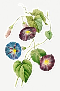 Morning glory flower sticker design resource 