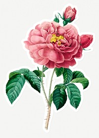 Pink rose sticker overlay design resource 