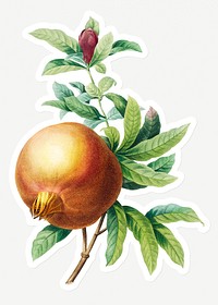 Pomegranate fruit sticker design resource 