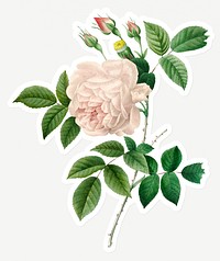 White rose flower sticker design resource 