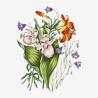 Wild Orange Red Lily, Harebell, and Showy Ladys Slipper flower bouquet vector