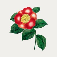 Chinese flower vintage illustration vector