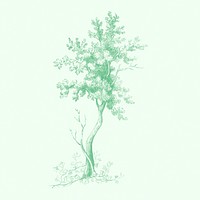 Vintage tall tree drawing illustration