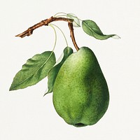 Green pear on a branch vintage illustration