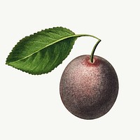 Vintage plum with leaf illustration vector