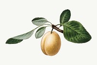 Yellow plum on a branch vintage illustration vector